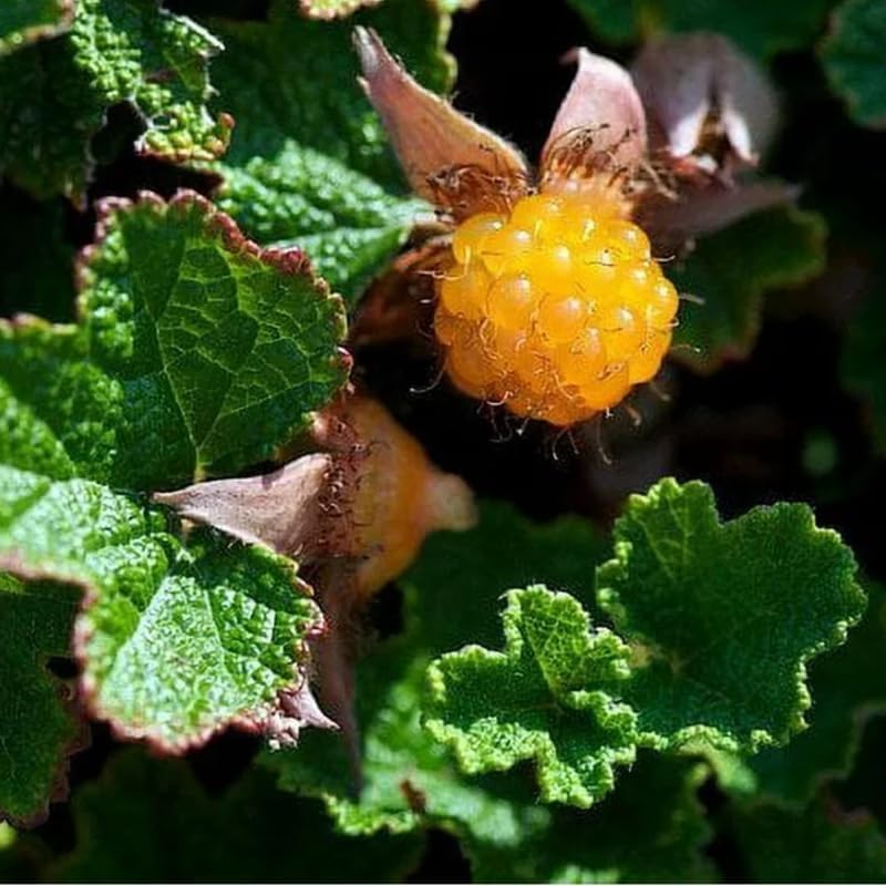 Creeping Raspberry Live Plant Potted 1-2 Years Old, Berry Bush - Image 2