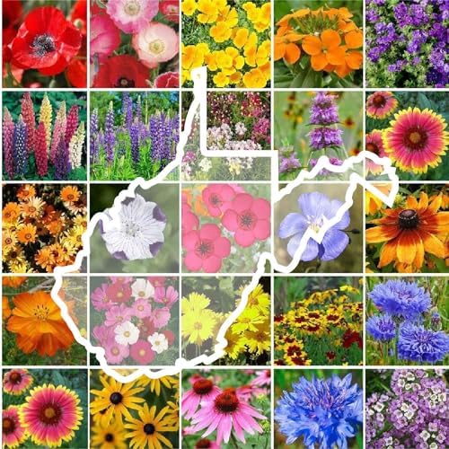 Eden Brothers West Virginia Wildflower Mixed Seeds for Planting, 1/4 lb by EdenBrothers