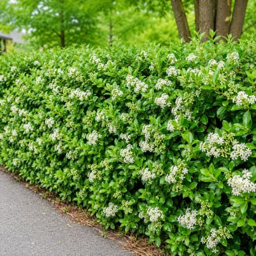 5 Wax Leaf Privet Shrubs - 6-10" Tall Live Plants - Quart Pots by Unknown
