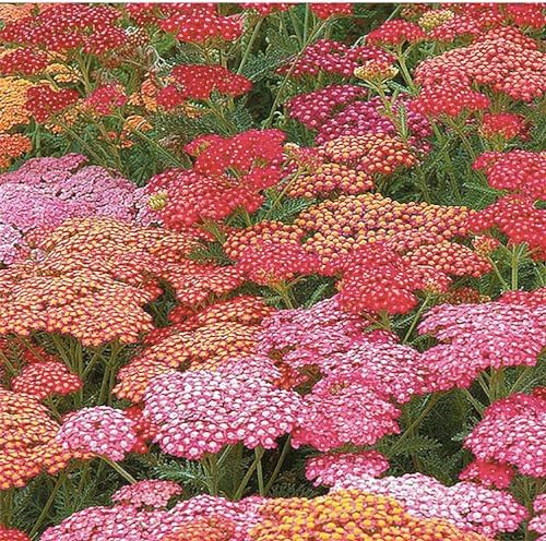 Low Rainfall, Dry Area Wildflower Seed Mix - Annuals and Perennials - Image 7