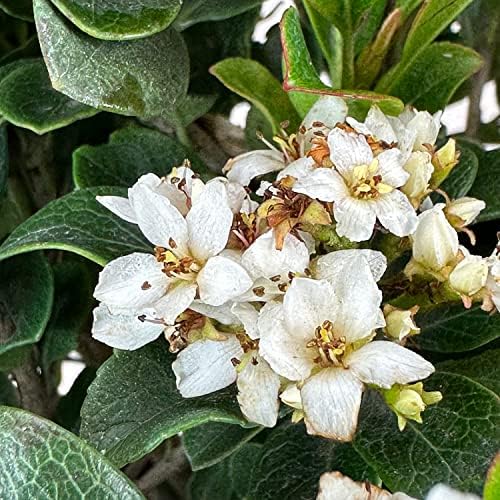 Southern Moon Yedda Hawthorn, Live Evergreen Flowering Shrub, 3 Gallon - Image 2