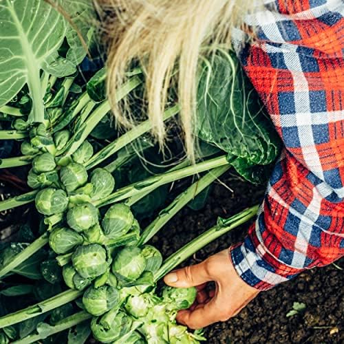The Old Farmer's Almanac Heirloom Brussels Sprouts Seeds (Long Island Improved) - Approx 700 Seeds - Non-GMO, Open Pollinated, USA Origin - Image 6