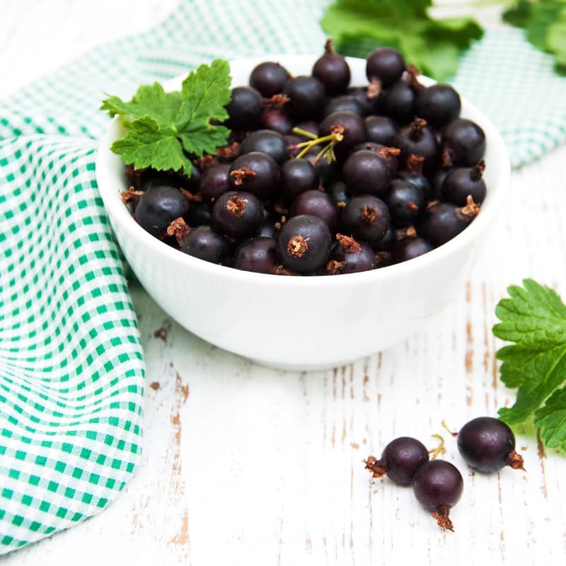 Consort Black Currant Bush Live Plant, 5-9 Inch Tall, Cold Hardy Fruit - Image 4