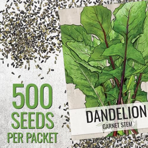 Seed Needs Garnet Stem Dandelion Seeds to Plant an Herb Garden - 10 Packs - Image 3