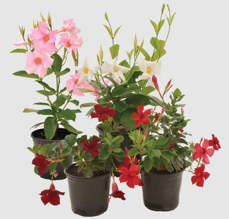 Set 4 Mixed Mandevilla Live Plant Dipladenia Mandevilla Vine Climbing Jasmine Bushes, Tropical Vines for Trellises, 4-6 Inch Tall - Image 4