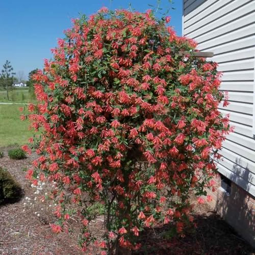 Votaniki Red Honeysuckle Vine (Lonicera sempervirens) 1-2ft Plant | Vibrant Perennial, Fast Growing Flowering Vine – Easy to Grow & Pollinator Friendly (4 Pack) - Image 5