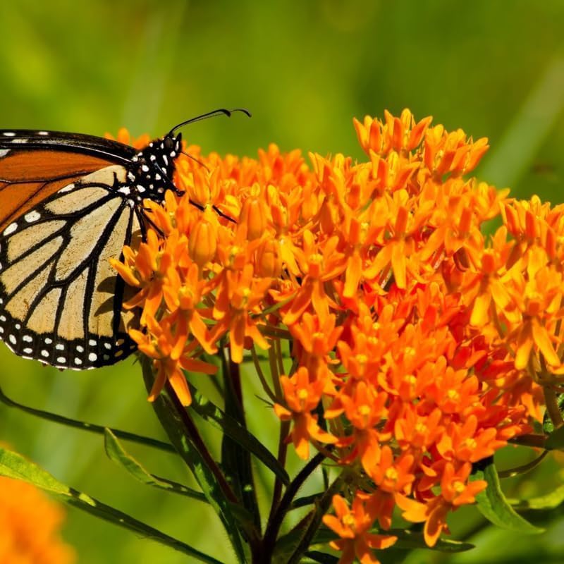 4 Orange Milkweed Asclepias Live Plants, Native Flower Plant, 4-9 Inch Tall - Image 2