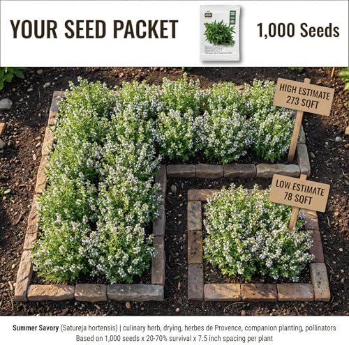 1000 Summer Savory Seeds for Planting - Peppery Heirloom Herb, Herbes de Provence, Non-GMO, USA Grown by RDR Seeds - Image 2