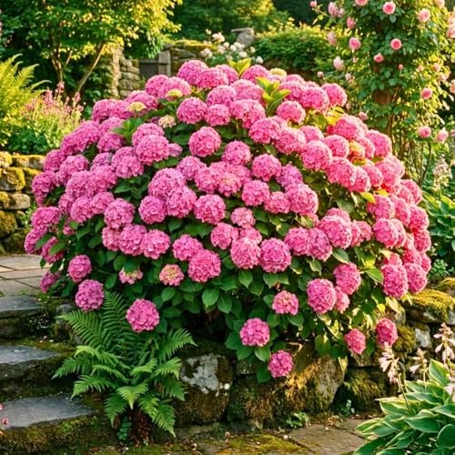 Pink Hydrangea Live Plant, Hydrangea Tree Shrub in Pot, 6-12 Inc Tall - Image 2