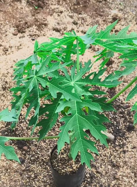 Red Lady Dwarf Papaya Live Tree – Carica Papaya – Tropical Fruit Plant – 1–2 Ft Tall – Sweet Papaya Tree – Exotic Garden & Container Plant - Image 2