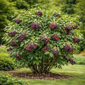 Live Nannyberry Viburnum Plants (Viburnum lentago) – Hardy Native Berry Shrubs – Wildlife Friendly Landscape Plant – Edible Fruit & Pollinator Friendly – Outdoor Garden Shrub (5 Plants) by CZGrain