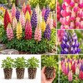 5 Candy Land Mixed Lupine Live Plant Plugs – Colorful Lupinus Perennial Flowers – Mixed Pink, Purple, Red, Yellow & White Flower Spikes – Pollinator Garden Plants, 5 Plugs by CZGrain