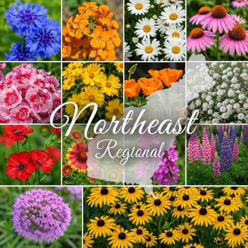 Northeast Regional Bulk Wildflower Seed Mix 1lb Covers 2,000sq-ft - Attract Pollinators, Multi-Color Perennial and Annual Blooms - Northeast US Species Plant in Spring/Fall (1 Pound) by PaperStreetPerennials