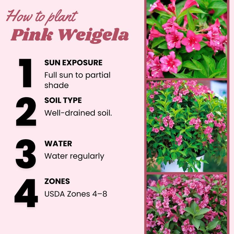 Pink Weigela Live Plant, Patio Shrub, 4 Inch Pot - Image 6