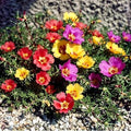 20000+ Moss Rose Seeds for Planting - Annual Flower, Ground Cover Seeds, Portulaca Grandiflora Mix, Vibrant Double Blooms, Heat & Drought Tolerant for Rock Gardens & Containers by WivolibeSeeds