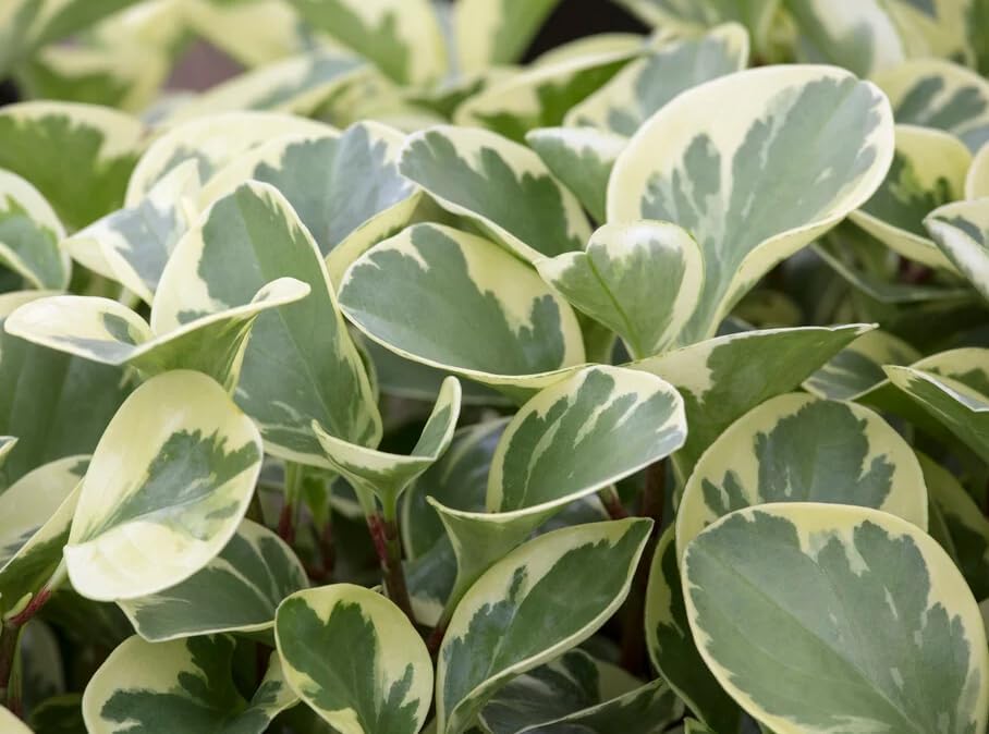 Variety of Peperomia Live Plant for Houseplant Tropical Shurb 4" Pot (Variegated Peperomia Plant) - Image 3
