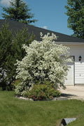 Mock Orange Shrub – Fragrant White Flowering Bush – Hardy Mock Orange Plant for Gardens, Hedges & Landscapes – Easy-to-Grow Ornamental Live Plant (3 Gallon/Potted/Set of 2 Plants) by PixiesGardens