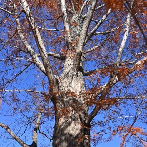Redwood Tree Live 8-12" Tall in Quart Pot, Fast Growing Redwood Seedling, Low Maintenance, Hardy Ornamental Landscape Tree for Garden & Landscape - Image 7