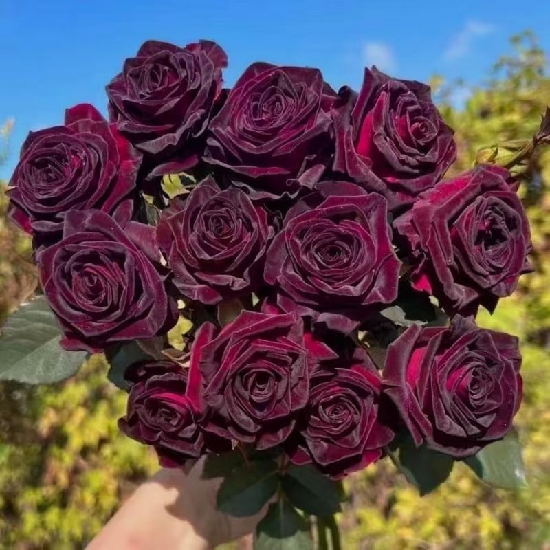 295+pcs Climbing Rose Seeds for Planting, Rose Hummingbirds Vine Flower Seeds, Heirloom Non-GMO Bloom Flowers Plants for Home Garden Outdoors Indoors - Image 4