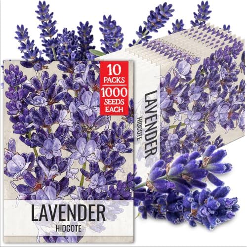Seed Needs Blue Hidcote Lavender Seeds to Plant an Herb Garden - 10 Packs by SeedNeeds