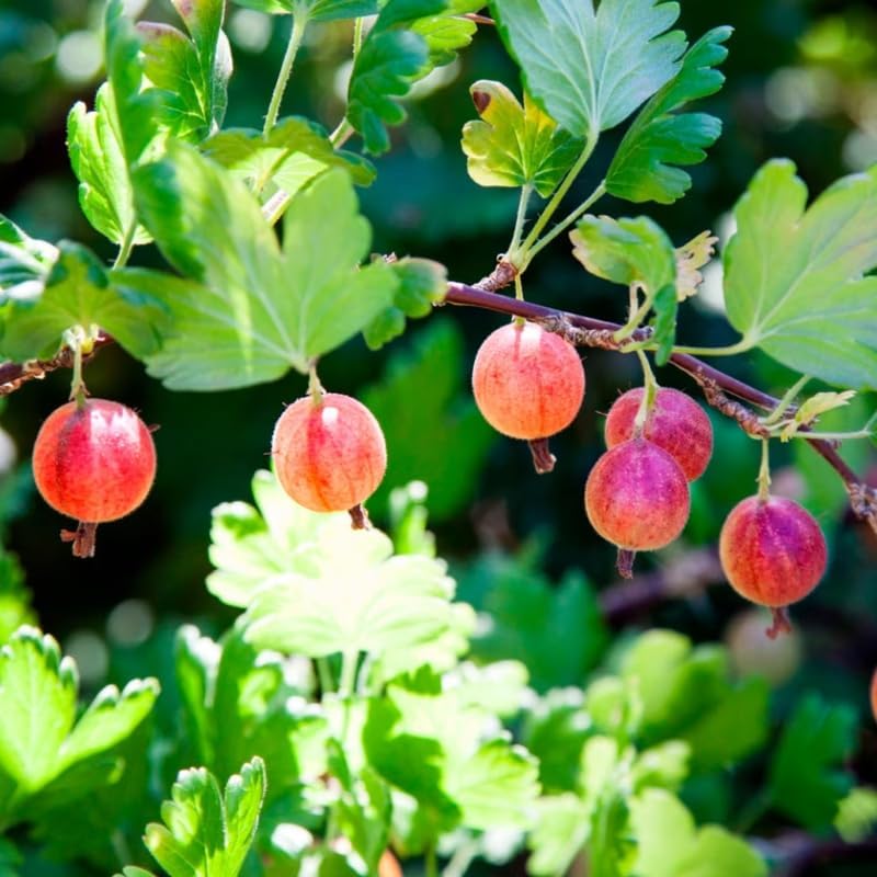 Sweet Gooseberry Live Plant, Cold Hardy Berry Bush, 5-9 Inch Tall - Image 6