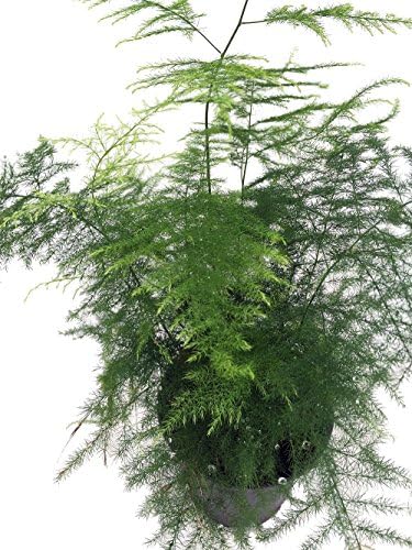 Fern Leaf Plumosus Asparagus Fern - 4" Pot - Easy to Grow - Great Houseplant - Image 2