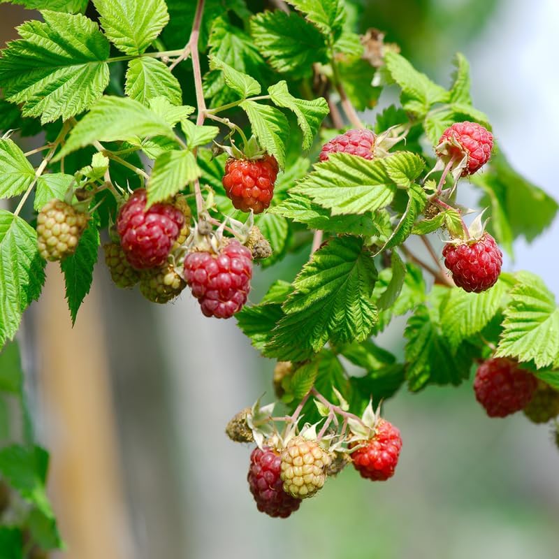 2 Caroline Red Raspberry Plants Live, Edible Berry Bush Plant, 5-10" Tall - Image 6