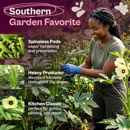 SVI 250 Clemson Spineless 80 Okra Seeds (Abelmoschus esculentus) – Clemson Spineless Okra Seed Packets, Heavy Yields – Heirloom Vegetable Seeds in Outdoor Vegetable Garden - Image 3