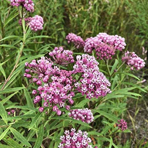Swamp Milkweed 'Pink Rose Milkweed' (Asclepias incarnata) 2.5 inch Pot - Image 3