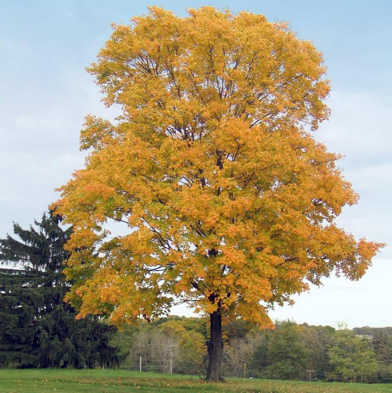 Silver Maple Tree - 10-16" Tall Live Plant - Quart Pot - Fast Growing Native Shade Tree - Acer saccharinum - Image 4
