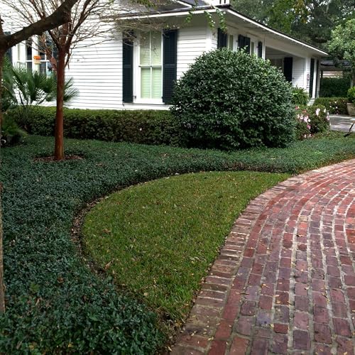 Asiatic Jasmine - 18 Pack (3.25 in. Pots) Evergreen Groundcover Vine - Full Sun Live Outdoor Plant - Image 2