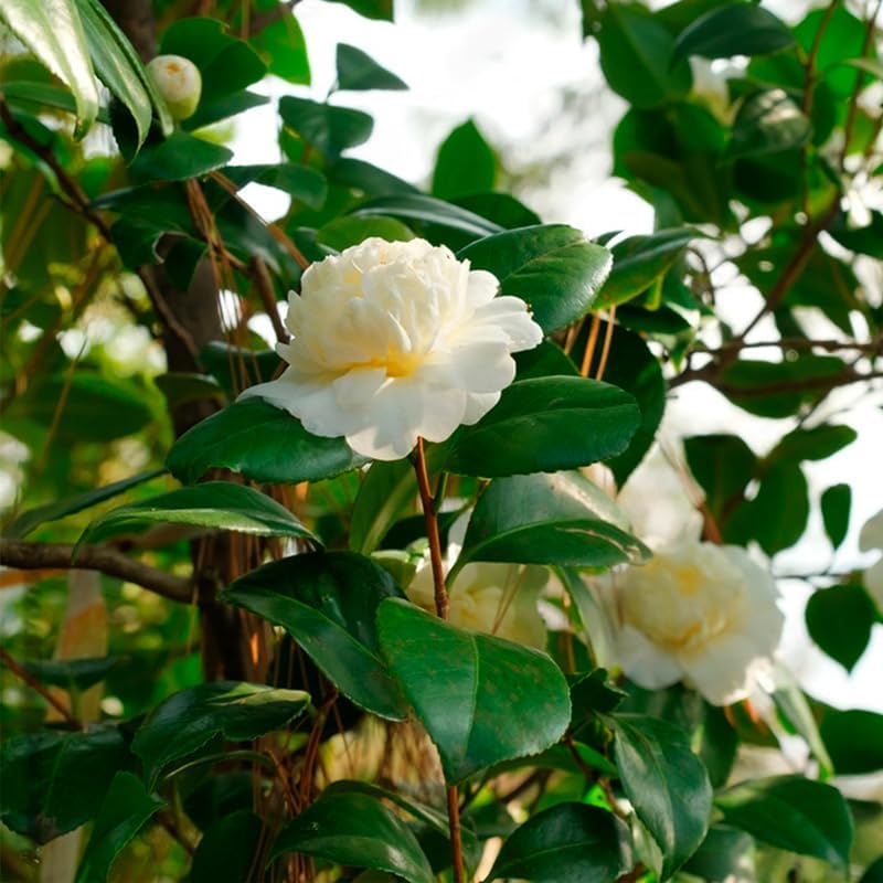 Camelia Tea Plant (4 Pack) | Real Live Plant for Sale | Perfect for Tea Lovers | Hardy and Easy to Grow for Planting | Grow Organic Tea Leaves at Home | Great for Indoor or Outdoor Gardens - Image 5