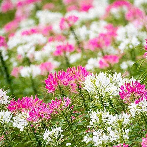 Outsidepride Cleome Seeds Mixture - 1000 Pcs Annual Flower Seeds with Large, Airy, Spidery Blooms, Drought Tolerant Spider Plant for Xeriscaping, Flower Bed, Border, Pollinator, & Cut Flower Garden by Outsidepride