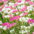 Outsidepride Cleome Seeds Mixture - 1000 Pcs Annual Flower Seeds with Large, Airy, Spidery Blooms, Drought Tolerant Spider Plant for Xeriscaping, Flower Bed, Border, Pollinator, & Cut Flower Garden by Outsidepride