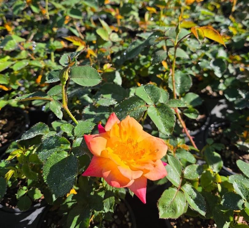 Joseph's Coat Climbing Rose - Live Plant - (1 QT) - Image 6