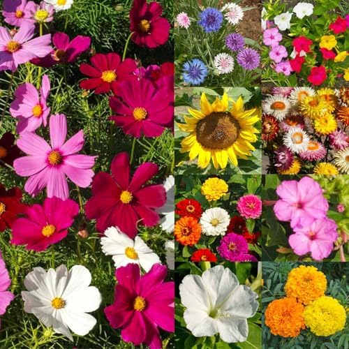 Seed Needs Wildflower Seeds Large Blooms Mix 5 Bulk Packs (1 Ounce Each) - Image 6