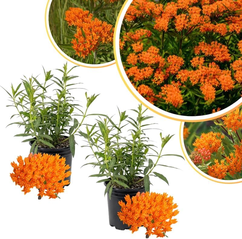 2 Orange Milkweed Live Plants, Asclepias Tuberosa Perennial, 4-8 Inch Tall - Image 3