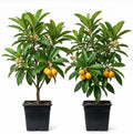 Set of 2 Yellow Loquat Tree Live Plants 3-5" Tall, Tropical Fruit Loquat Plant Sweet Loquats Trees, No Pot by Unknown