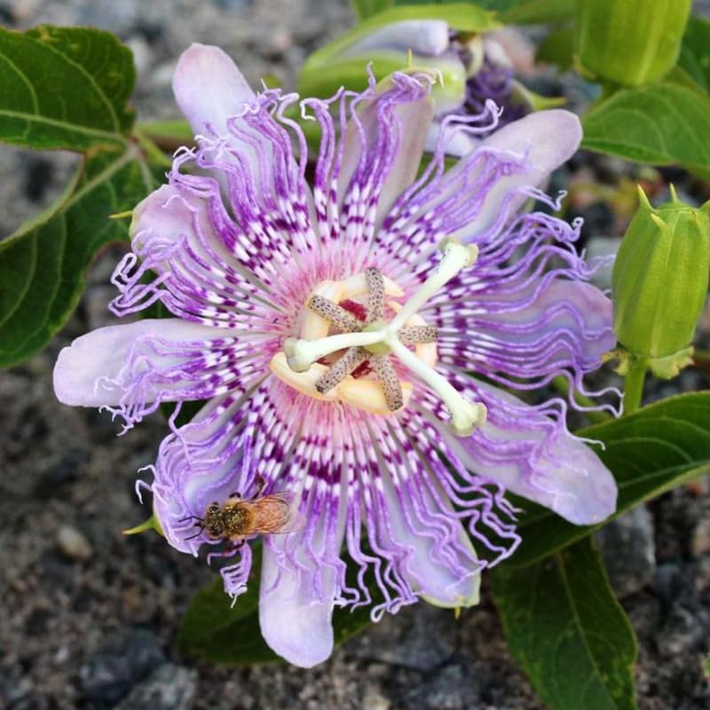 Lavender Passion Flower Live Plant, Passiflora Trellis Vine, 4-8 Inches - Image 5