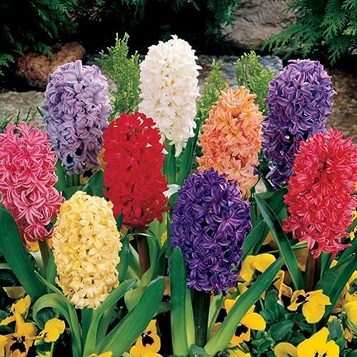 BRECK'S - Hyacinth Multicolored Mixture Dormant Spring Flowering Bulbs - Each Offer Includes 25 Bulbs - Image 2