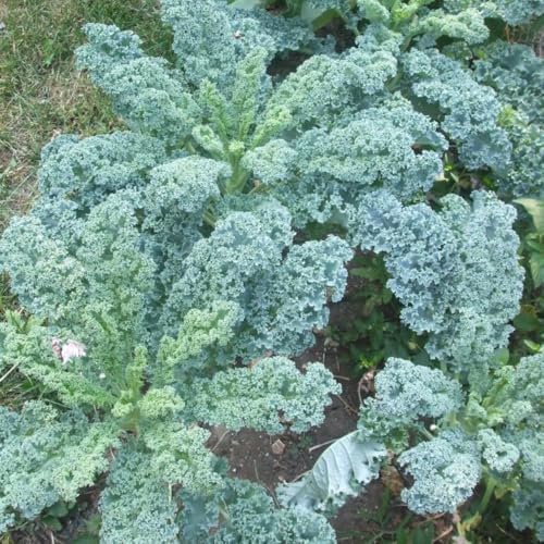 Kale Plants, 4" Pot Kale Plants Live Potted - Image 2
