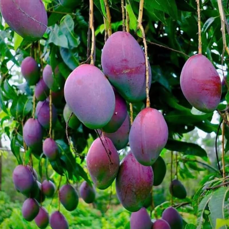 Red Mango Tree Live Plant, Tropical Fruit, 3 Gallon Pot - Image 3