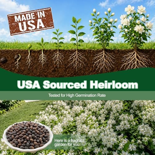 100+ Climbing Jasmine Flower Seeds Fragrant Plant for Planting Garden Home Four Seasons Evergreen Silver Jasmine Garden Balcony Climbing Flower Non-GMO - Image 2