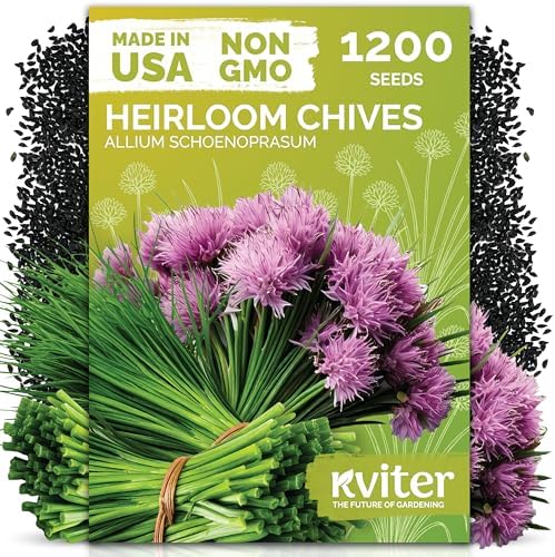 1,200 Chive Heirloom Herb Seeds for Planting, Allium Schoenoprasum by KVITER