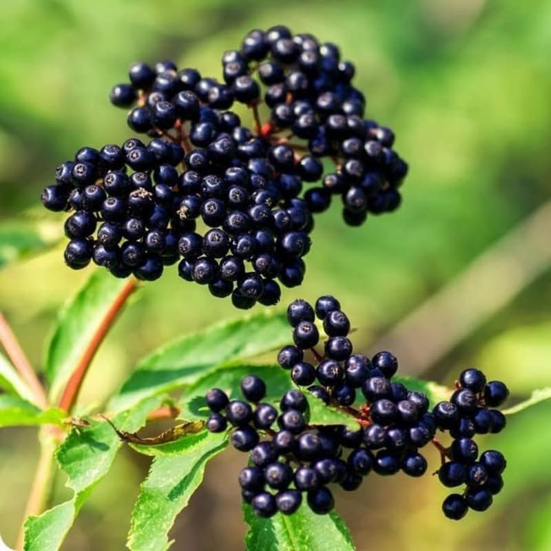 2 Black Elderberry Plants Live, Home Garden Berry Shrub, 6-12 Inch Tall - Image 4