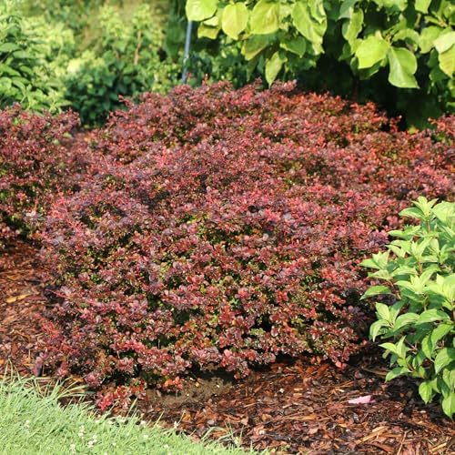 Proven Winners Sunjoy Really Red Barberry (Berberis thunbergii) Live Plant, 4.5" Qt - Image 6
