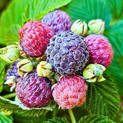 Raspberry Plant Live, Backyard Berry Bush Plant, 5-9 Inch Tall - Image 7
