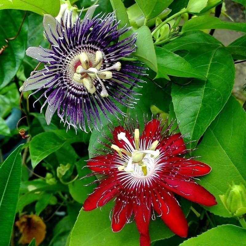 2 Mixed Passiflora Plants, Colorful Passion Flower Vines, 4-7'' Tall - Image 3