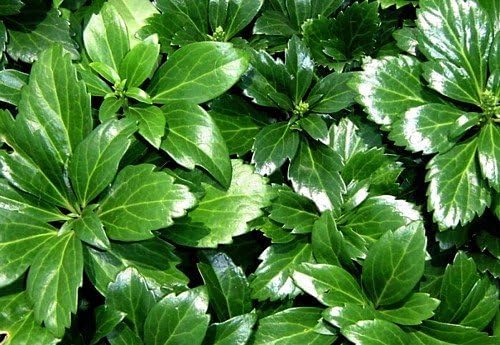 Japanese Spurge 48 Plants - Pachysandra - Hardy Groundcover - 1 3/4" Pots by Hirt%27s+Gardens