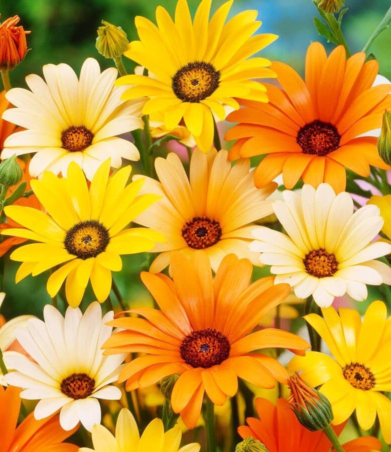 African Daisy Seeds - 50 Pcs Mix Osteospermum Perennial Flower Seeds - Image 2